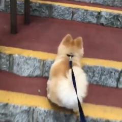 ぱっぱっぱっぱ