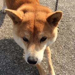 番宣ブタ野郎はAbemaTVしか見ない