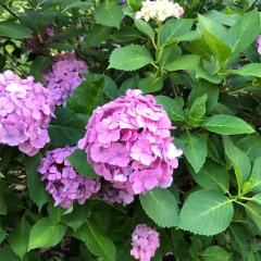 ごっついヤクザペニス