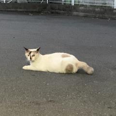 マチダカイ