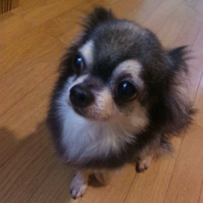 りくちゃんのトーク