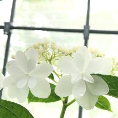 まー