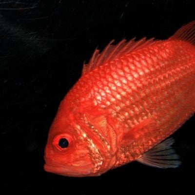 えびす鯛のトーク