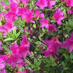 akbグループ大好き💕