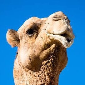 革命の駱駝のトーク