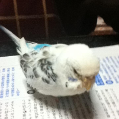 ☆トム☆(きょう)