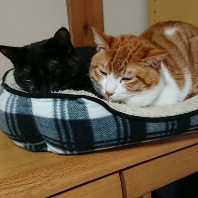 新潟かず🦞のトーク