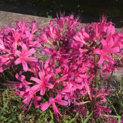 謳歌#♪♭のトーク