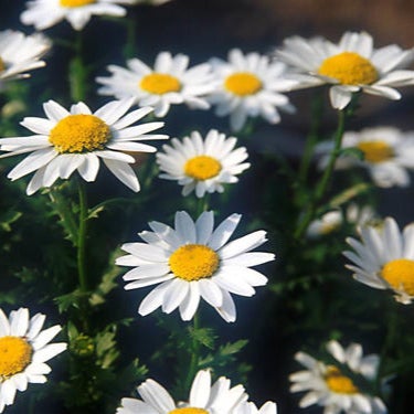 イナイレのトーク