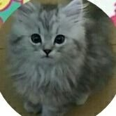 ぐっち