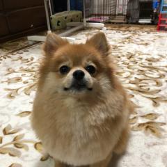 いーぶいちゃん