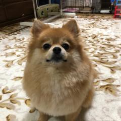 いーぶいちゃんのトーク