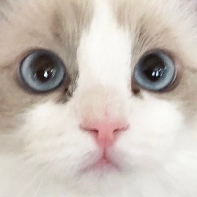 さくらもち。