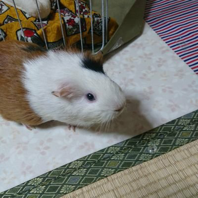 しずく