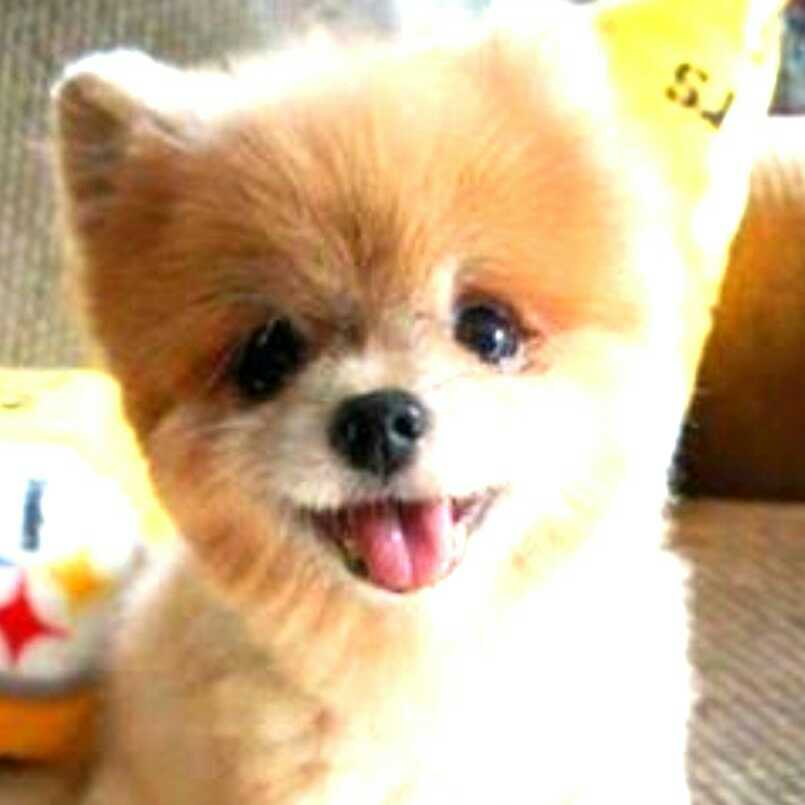 のどかのトーク