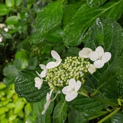 らこすけのトーク