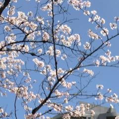 あすかのとーく