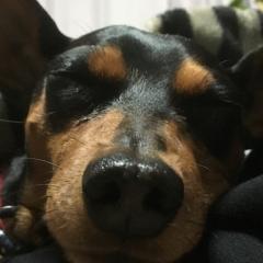 まつしま ひろし