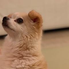 ももんがのトーク