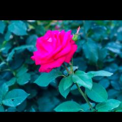 バラバラの薔薇