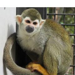 さる🐒
