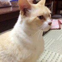 河野 妃恵のトーク