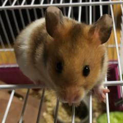 けいこ(´,,•ω•,,)