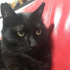 言葉の掃き溜め