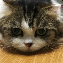 ハヤシ