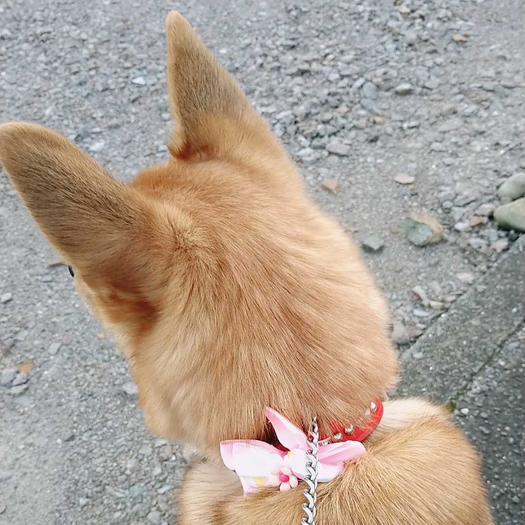 ひまわりのおうち