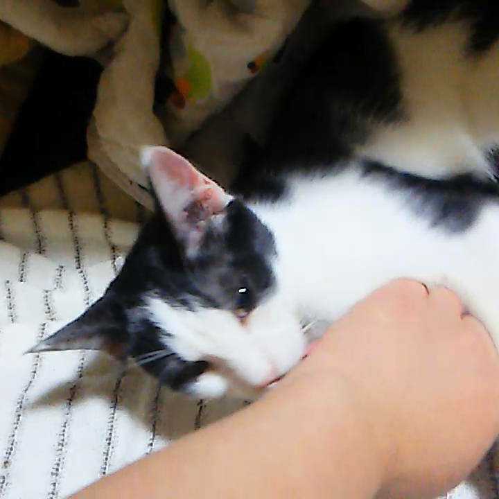 ポポのトークです。