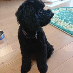 ハーデスのトーク