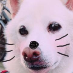 ふみ