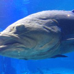 メダカの育成日記