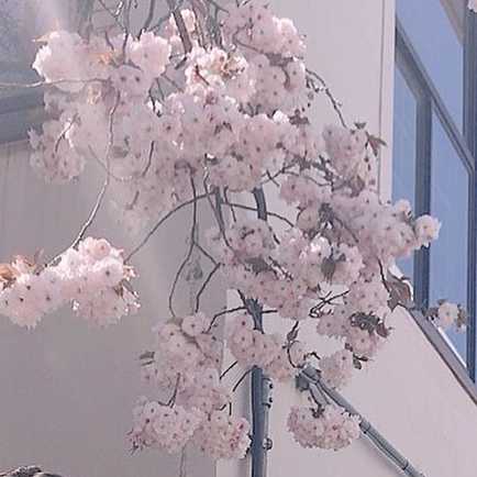 トキトキまこまこ