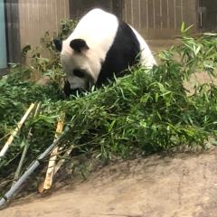 ゴンゾウマーン