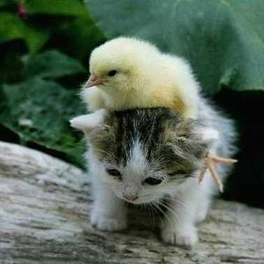 坂道好きの仲良しトーク