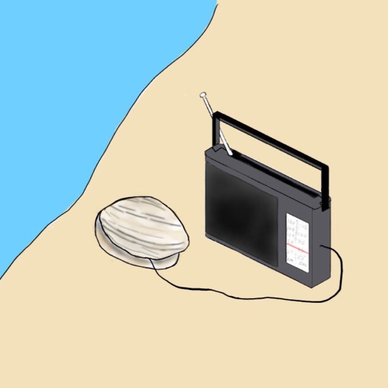 貝と夏