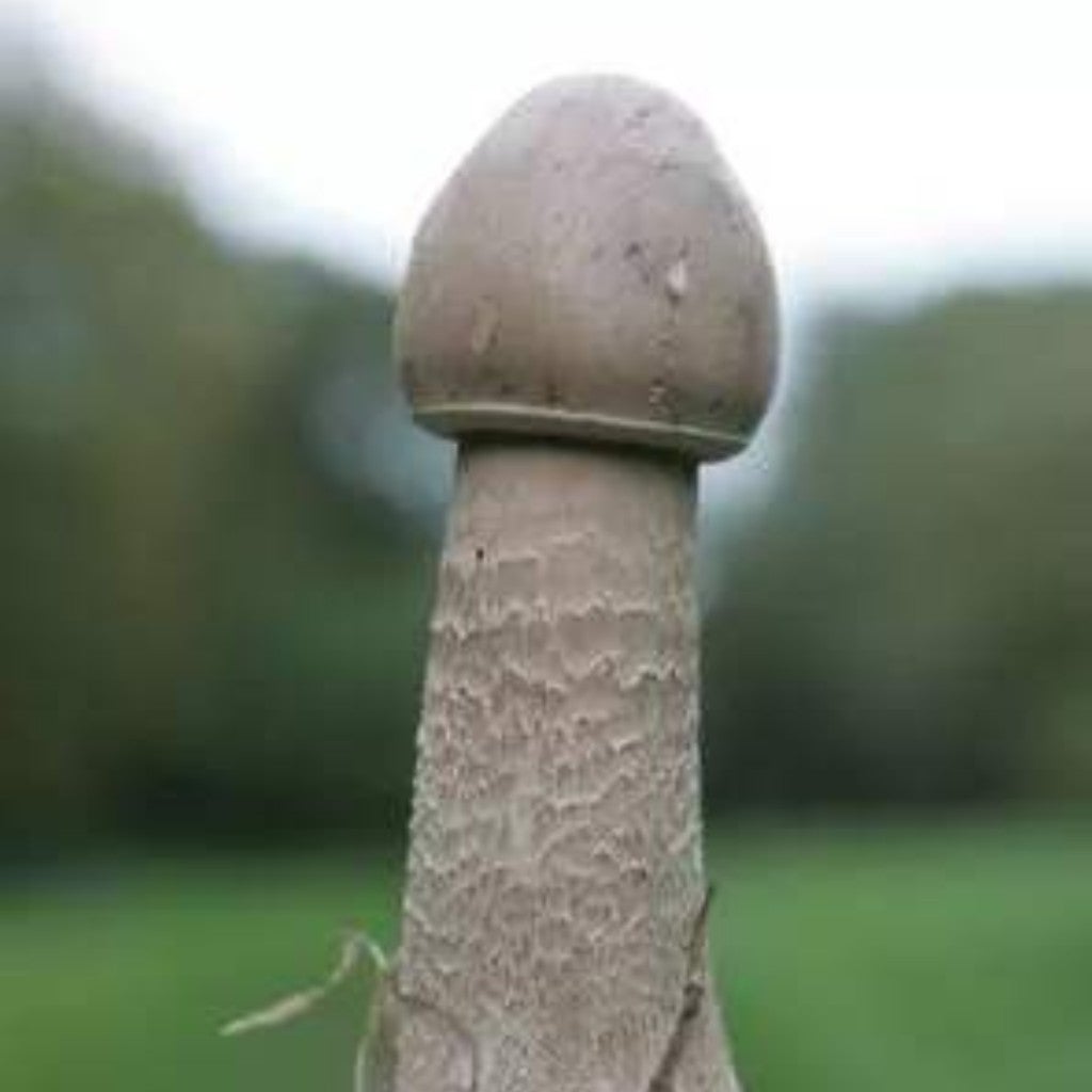 はなちゃんに即通報されたのトーク