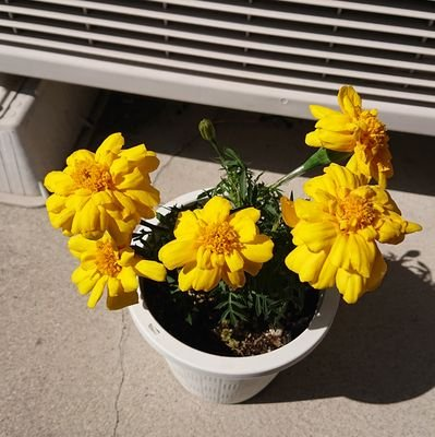 こうすけ