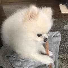 ギガちゃんなりきりトーク