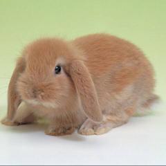 かまやんちゃん