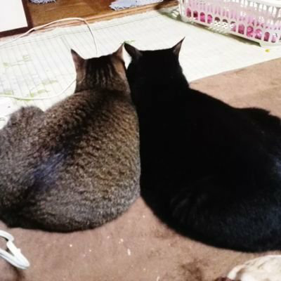坂道牙狼