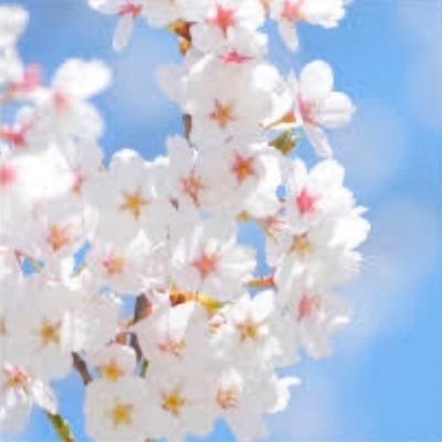 咲良✿*❀٭✿*❀٭❀.*・゚🌸