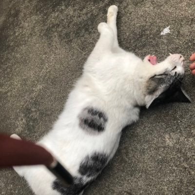 ちびすけ(ゆうき)