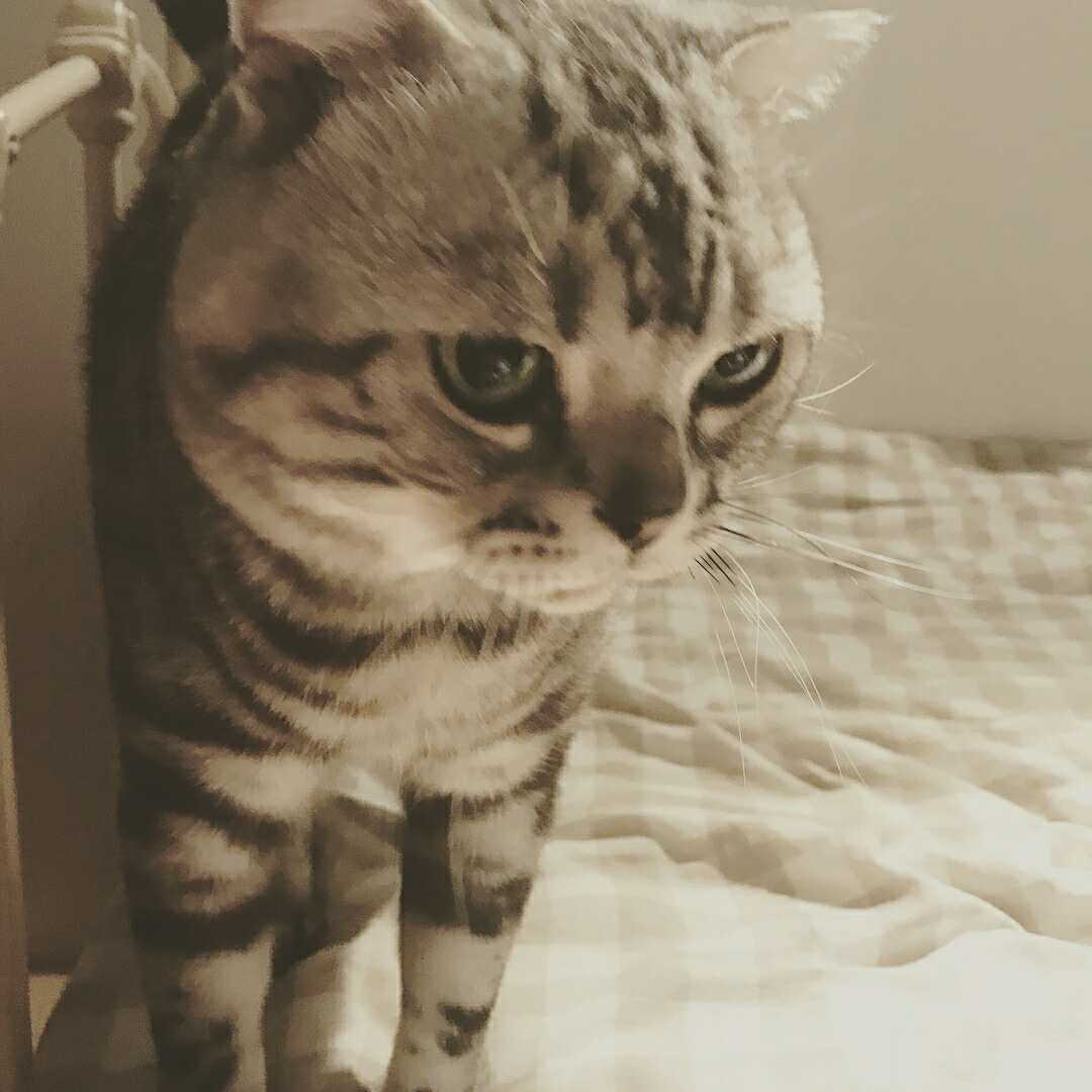 ろころこ