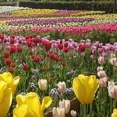 みのるのトーク