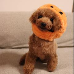 けんたこやき