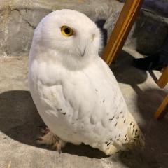 日々のつぶやき