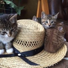 モスケのトーク